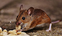 24 Hour & Emergency Exterminators in Mc Graws, WV